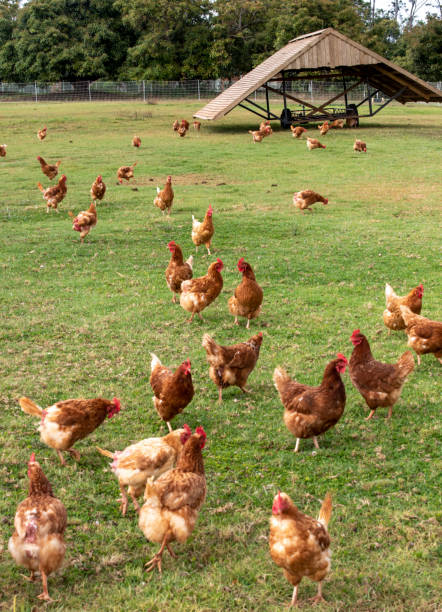 Free range chickens and moveable shelter. Free range chickens and moveable shelter. Future of chicken farming. Free range. free range stock pictures, royalty-free photos & images