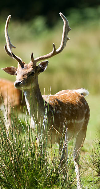 istock Young Fallow Deer Stag in the sunshine 118367379