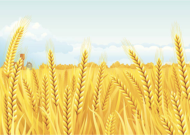 Campos de grano - ilustración de arte vectorial