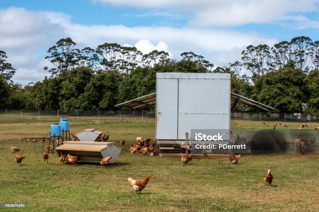Pollos De Corral Y Refugio Se Puede Mover Foto de stock y más banco de  imágenes de Agricultura - Agricultura, Aire libre, Animal - iStock