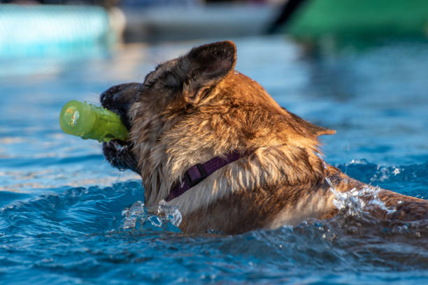 istock Dog swimming with rolled 