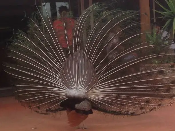 A Peacock with Plumed Tale Feathers