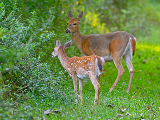 istock White-tailed Deer and Fawn in Field 1183675309