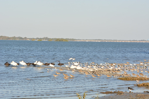 Curlews, Black Swans, Pelicans, Terns, Stilts, and Oystercatchers standing in the water at low tide at Toorbul Point, QLD