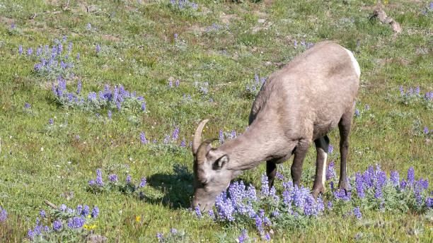 イエローストーン国立公園の洗面台山で放牧される大きな角の羊の高角度ショット - montana mountain lupine meadow ストックフォトと画像