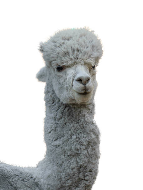 istock Beautiful grey Alpaca isolated on white background. 1183678157
