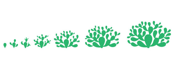 illustrations, cliparts, dessins animés et icônes de le cycle de croissance de la plante de cactus opuntia. ensemble de phases de poire de barbarie. période de maturation nopal. les étapes de la vie. opuntia ficus-indica indienne de plus en plus. illustration graphique de vecteur. - prickly pear fruit illustrations