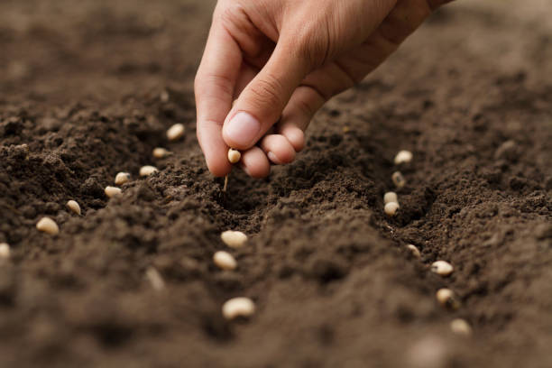 istock Hand growing seeds of vegetable on sowing soil 1183678886