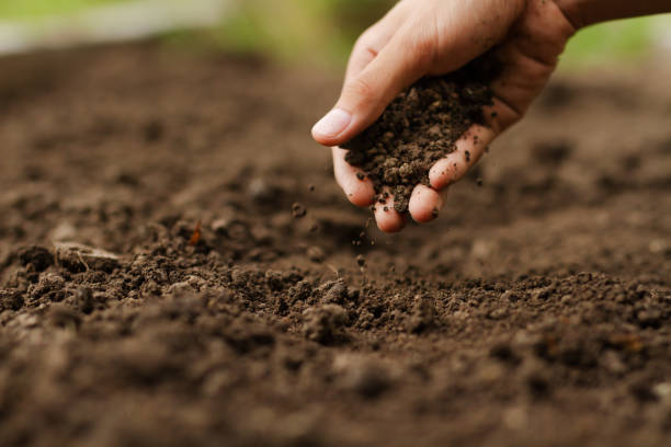 Hand checking soil on ground at vegetable garden Expert hand of farmer checking soil health before growth a seed of vegetable or plant seedling. Gardening technical, Agriculture concept. flowerbed photos stock pictures, royalty-free photos & images