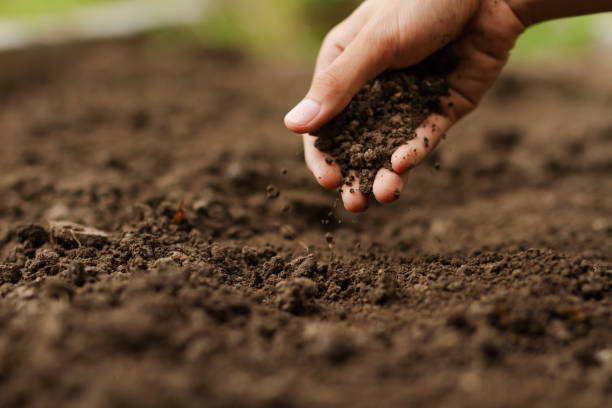 Hand checking soil on ground at vegetable garden Expert hand of farmer checking soil health before growth a seed of vegetable or plant seedling. Gardening technical, Agriculture concept. agriculture stock pictures, royalty-free photos & images