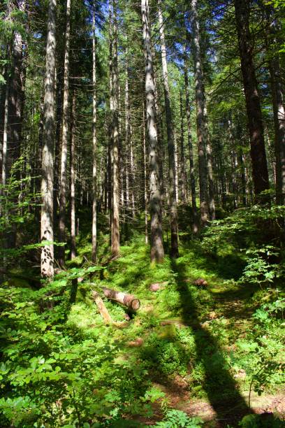 istock Golden sunshine lighting up forrest floor with dirt path 1183678983