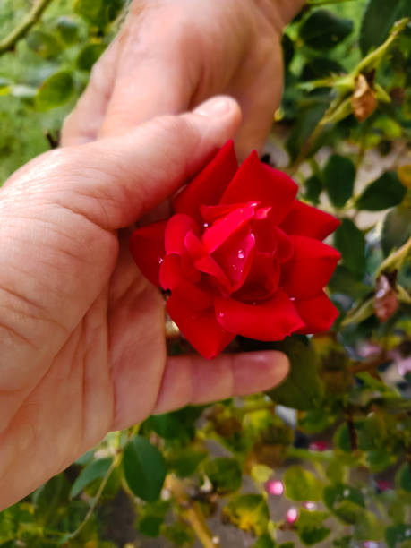 istock Seniors holding hands with red rose 1183682635