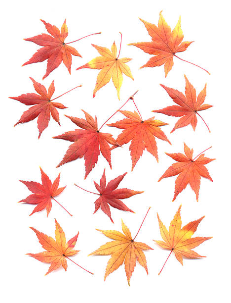 istock Autumn leaves of japanese maple 118368505