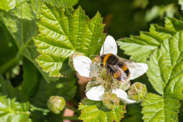 close-up of bumble bee pollinating blackberry flower in bloom