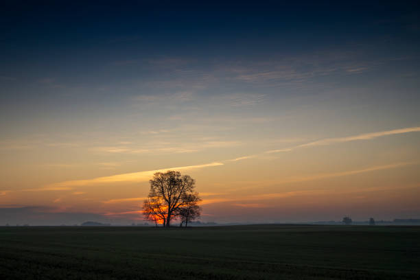 istock Beautiful dark sunset with tree silhouettes 1183688573