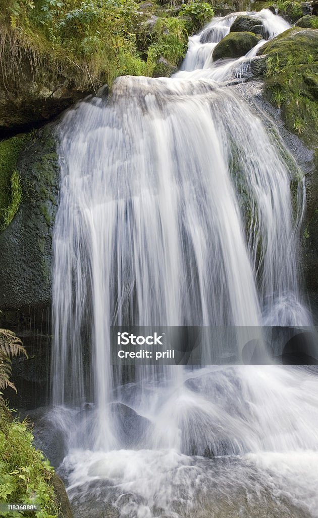 cascade du Triberg Cascades - Photo de Arbre libre de droits