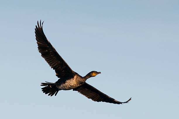 istock Cormorant flying overhead in the evening sunshine 118369039
