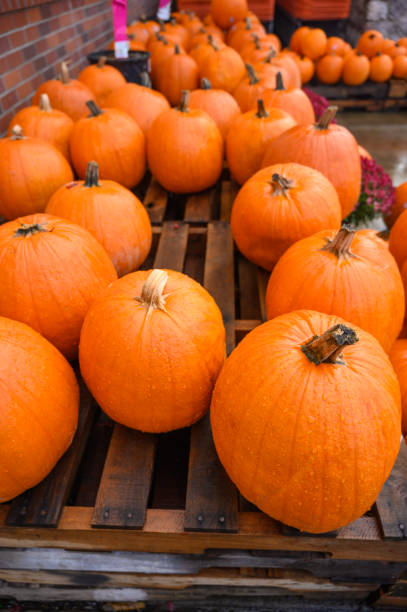 istock Many pumpkins for sale for Halloween. Background for celebration. Vertical frame. 1183692205