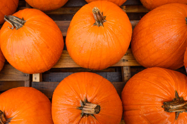 istock Flat lay, many pumpkins for sale for halloween. 1183692235