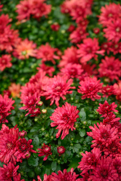 istock Flowers shot from above, texture for design background, vertical photo 1183693055