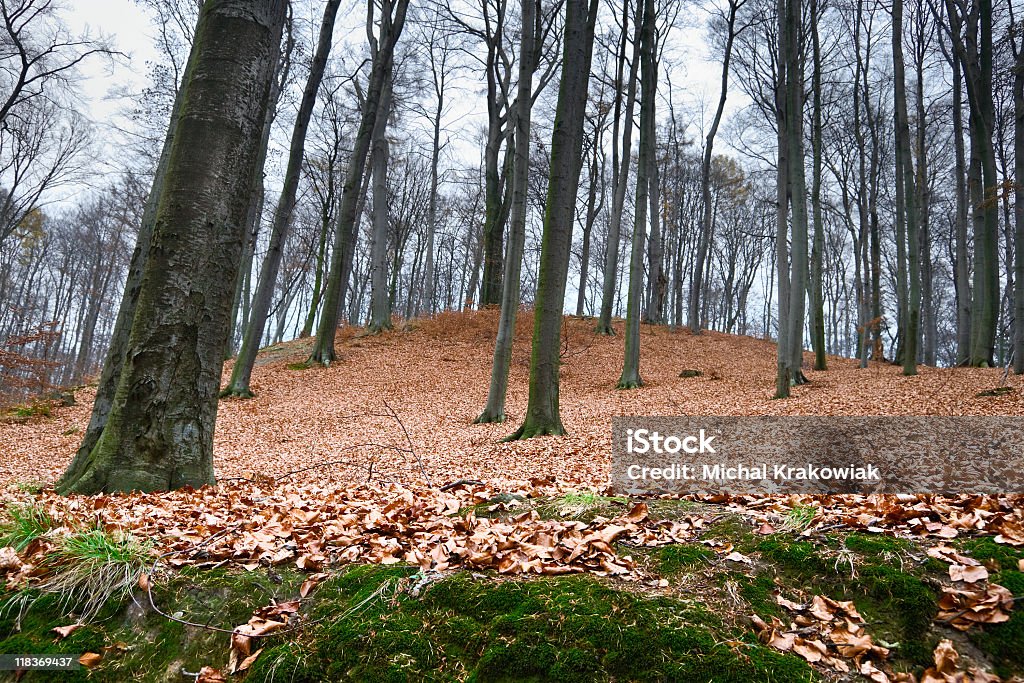 Foresta autunnale - Foto stock royalty-free di Albero