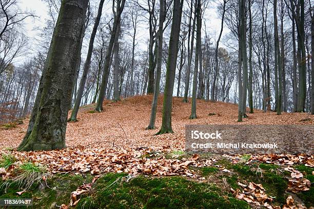 Foresta Autunnale - Fotografie stock e altre immagini di Albero - Albero, Ambientazione esterna, Ambientazione tranquilla