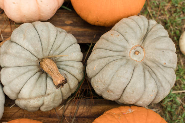 istock Green Gourds at a Pumpkin Patch 1183694960