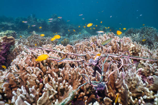 Coral reef being destroyed by Fishing ghost net pollution underwater