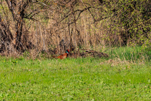 istock Pheasant in green grass on a meadow 1183696056