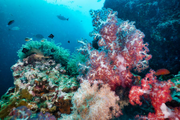 istock Epic nature underwater vibrant coral reef 1183696591
