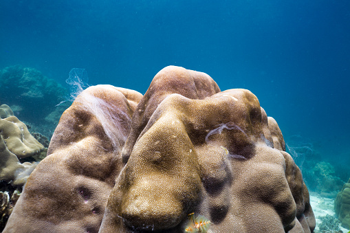 Coral expelling mucus as a defense mechanism against pollution and climate change