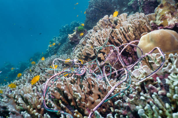 istock Fishing ghost net pollution tangled on underwater coral reef 1183696789