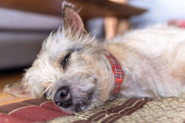 istock Cute pampered pet terrier dog sleeping on bed 1183696870