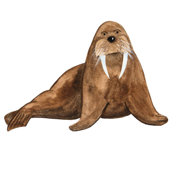 good brown walrus in watercolor with fangs in cartoon style