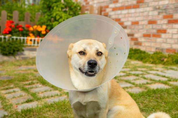 istock Puppy with plastic neck collar 1183696982