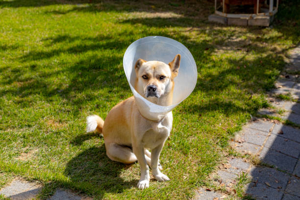 istock Puppy with plastic neck collar 1183696983