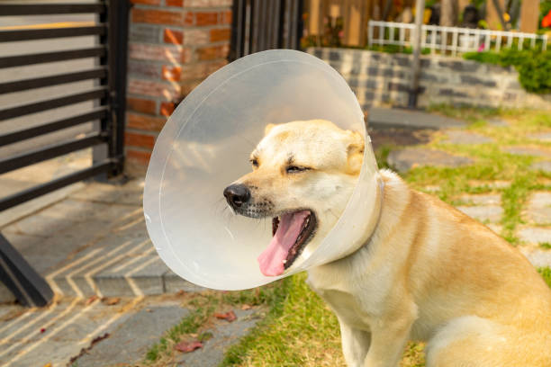 istock Puppy with plastic neck collar 1183696988