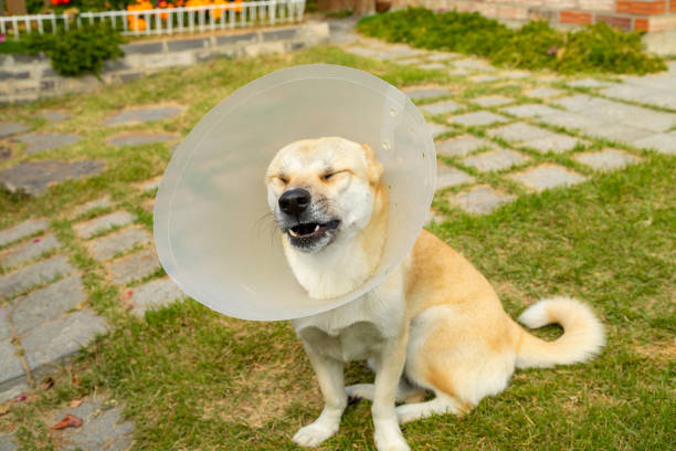 istock Puppy with plastic neck collar 1183696990