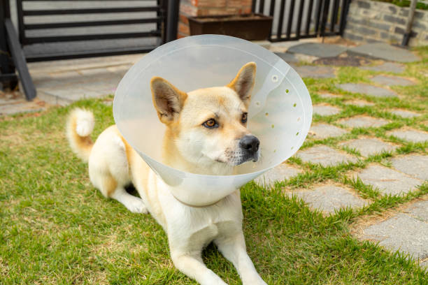 istock Puppy with plastic neck collar 1183697006