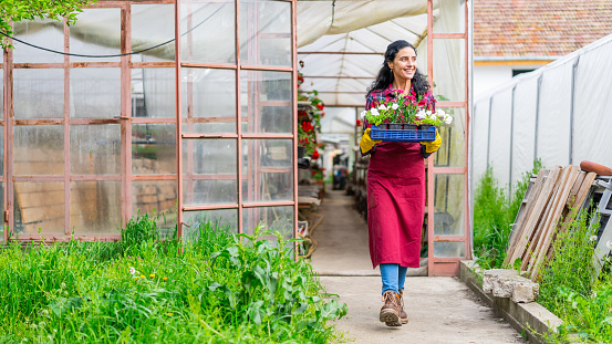 Female worker in greenhouse walking and holding flowers in pots.