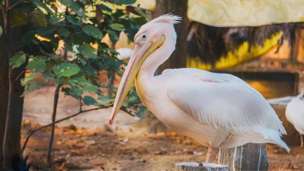 The Pink-backed Pelican
