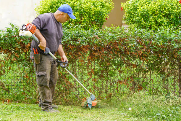 istock Man cutting grass in a park 1183697912