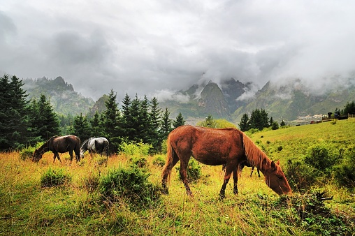 horses are eating the grass on the mountain grassland