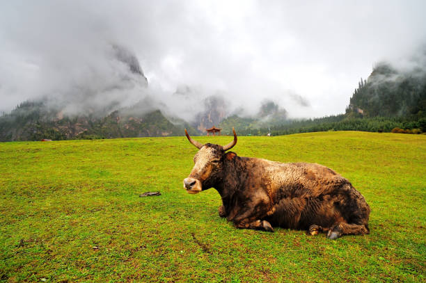 An ox is resting on the mountain grassland