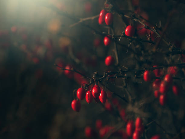 istock Barberry on a branch on a dark background. 1183699856