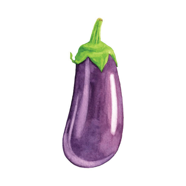 수채화 가지 - eggplant vegetable food white background stock illustrations