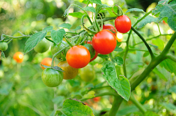 Close-up of cherry tomatoes hanging on the plant stock photo