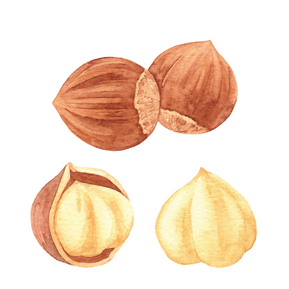 Watercolor Hazelnuts