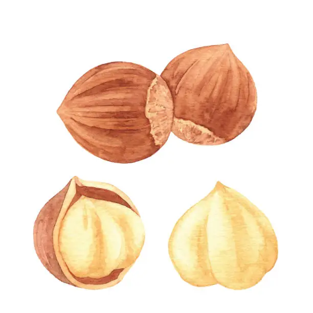 Vector illustration of Watercolor Hazelnuts