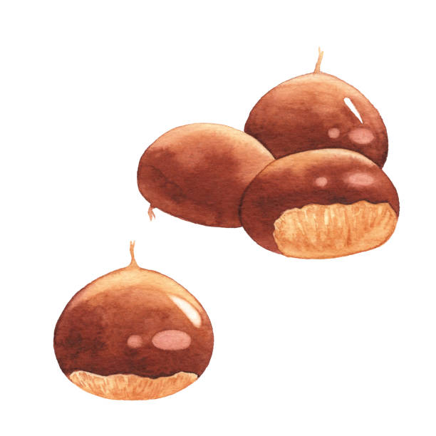 aquarell kastanien - chestnut stock-grafiken, -clipart, -cartoons und -symbole